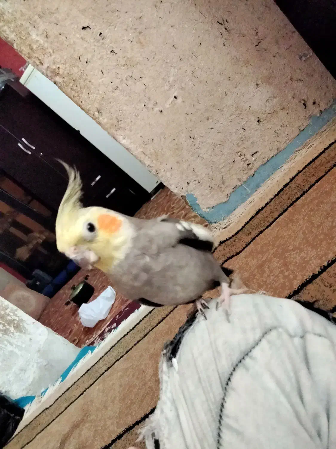 عروس پاریس|پرنده|اهواز, حصیرآباد|دیوار