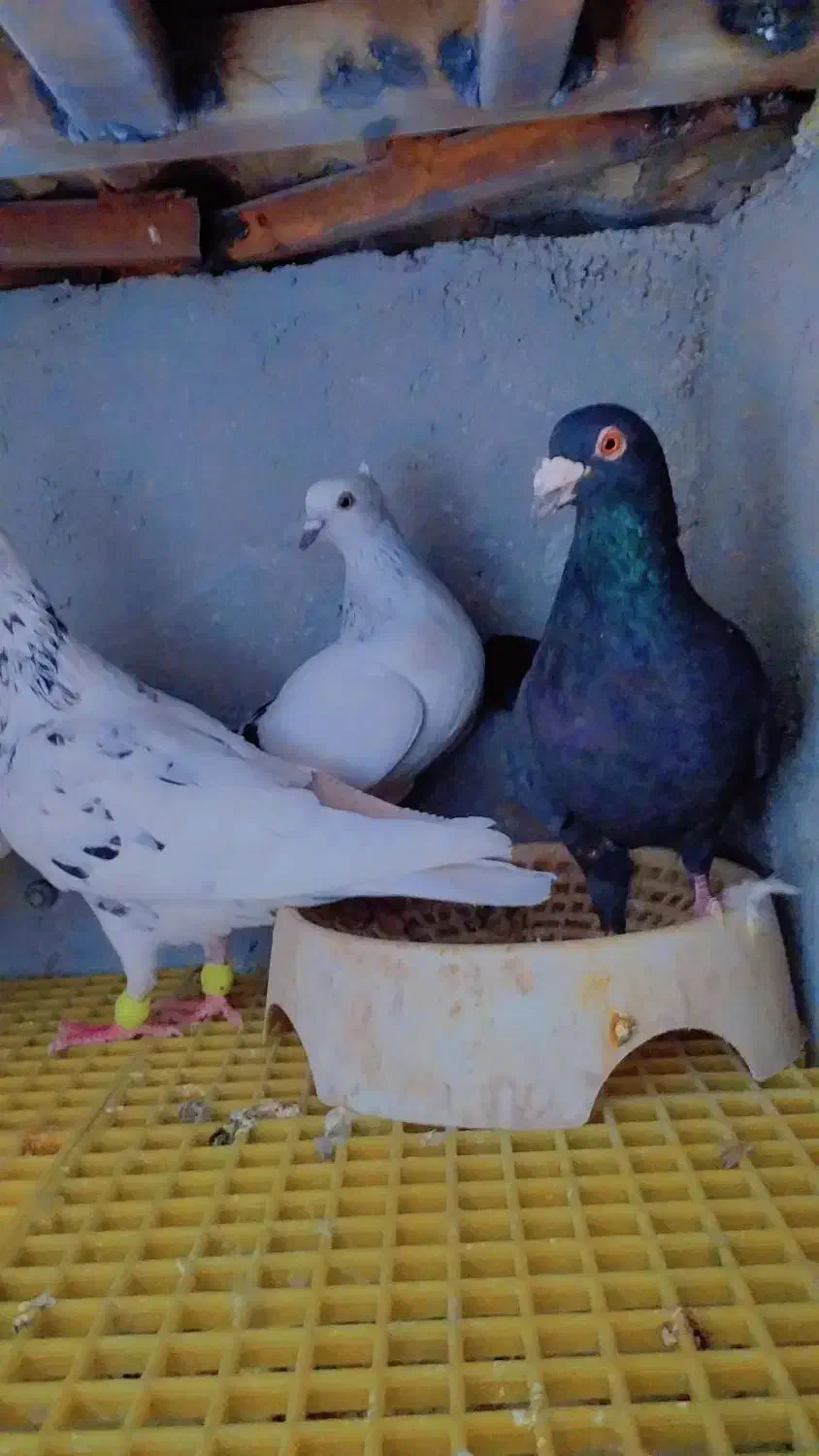 ۴اکبوتر صید پرشی به شرط|پرنده|بجنورد, |دیوار