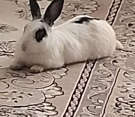 خرگوش|موش و خرگوش|قیدار, |دیوار