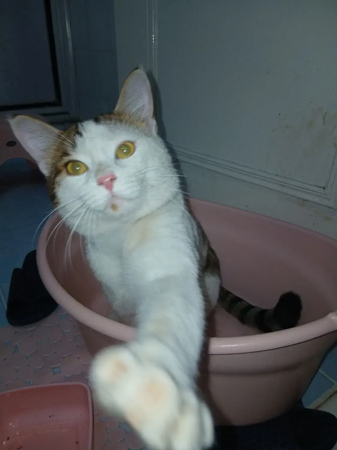 گربه گمشده|گربه|حمیدیا, |دیوار