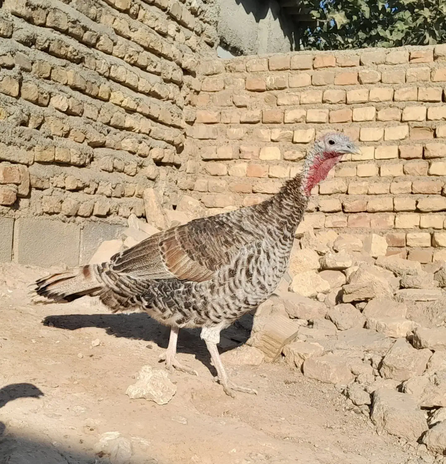 فروش بوقلمون|حیوانات مزرعه|فسا, |دیوار