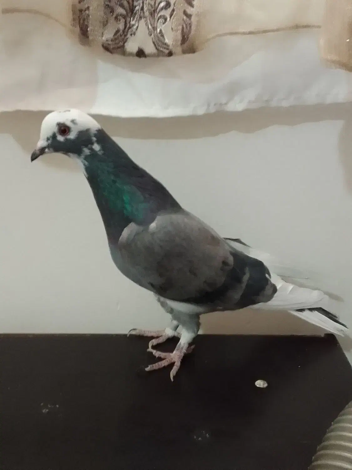 کفتر ساعتی پرش بالا|پرنده|تهران, مشیریه|دیوار