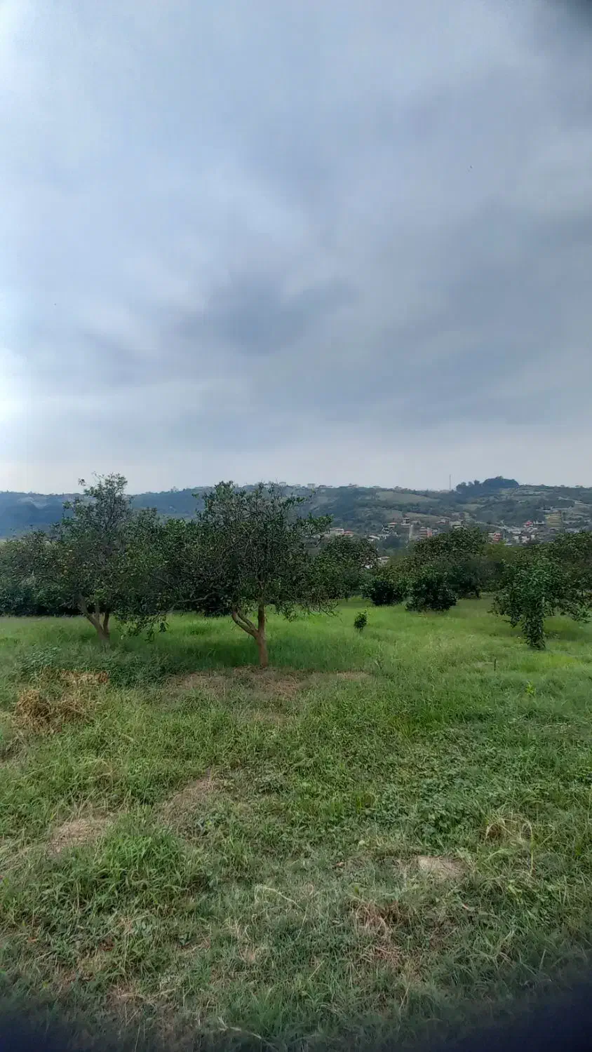 زمین باغی با ویو عالی|فروش دفتر صنعتی، کشاورزی، تجاری|قائمشهر, |دیوار