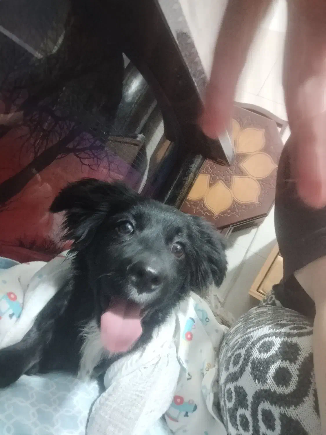 چیتزو تربیت شده|سگ|تهران, خاوران|دیوار