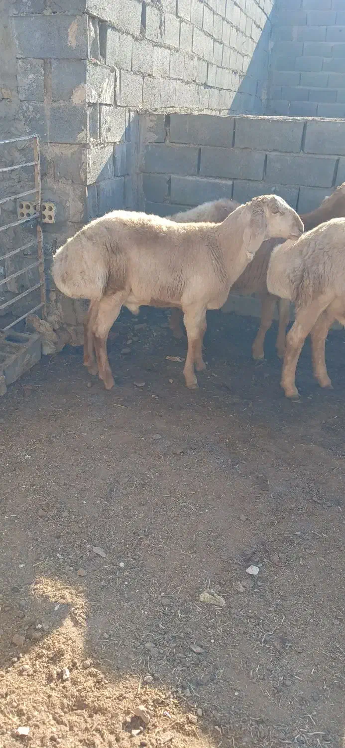 تعداد۳ عددبره نربفروش میرسد|حیوانات مزرعه|تربت جام, شهرک معلم|دیوار
