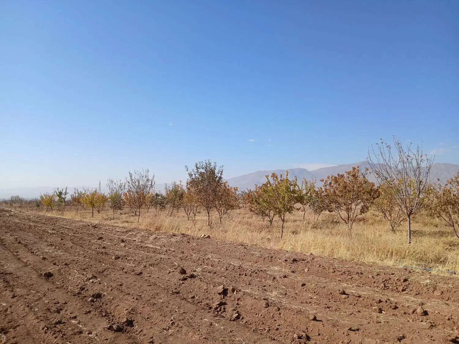 باغ میوه|فروش زمین و ملک کلنگی|چادگان, |دیوار