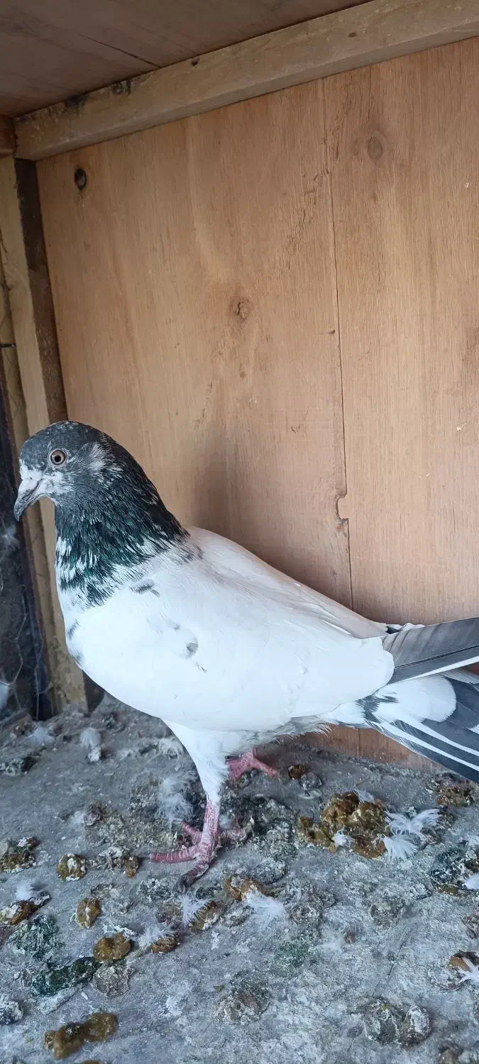 کفتر پاکستانی|پرنده|پاکدشت, پاکدشت (مامازند)|دیوار