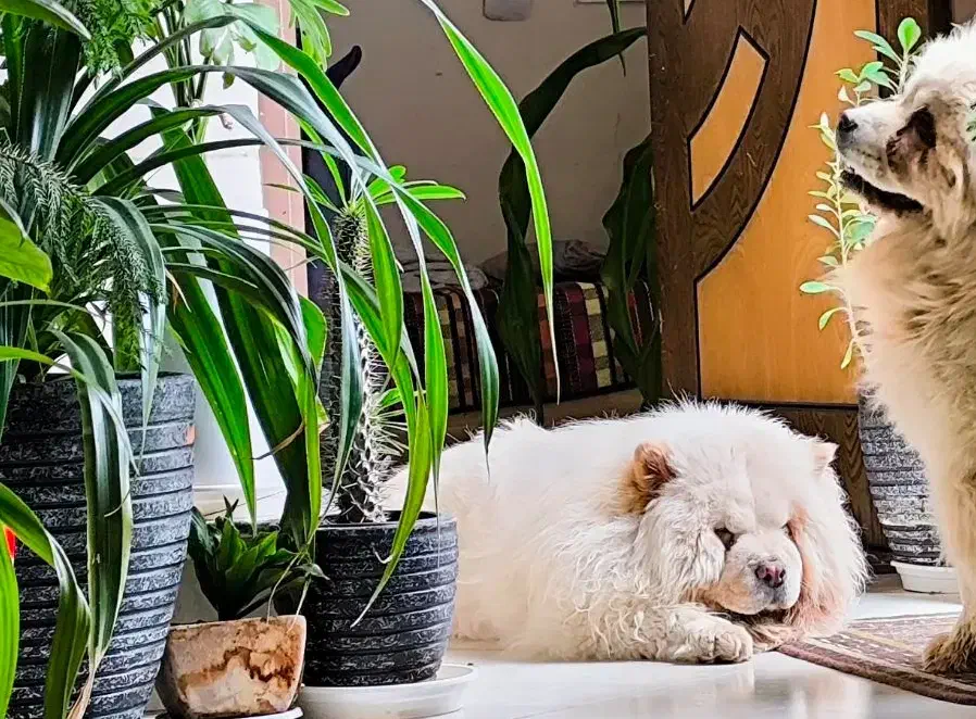 چاو چاو نر برای جفت|سگ|اصفهان, خرم|دیوار