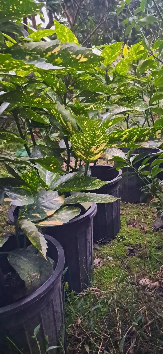 درختچه اکوبا|گل و گیاه طبیعی|رودسر, |دیوار