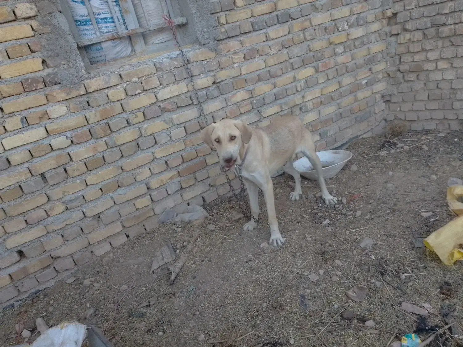 سگ سرابی اصیل|سگ|قیدار, |دیوار