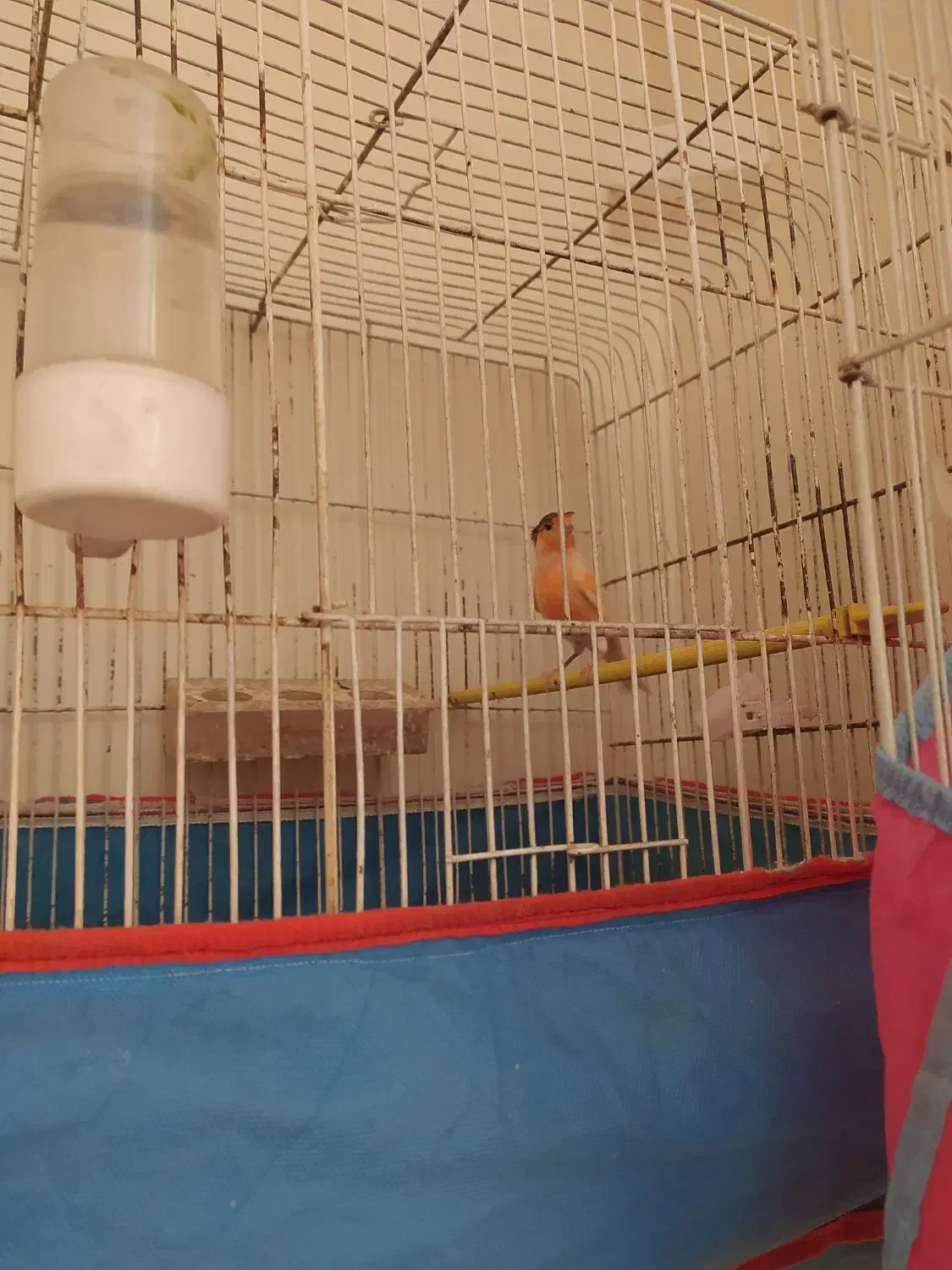 فروش قناری موزاییکی|پرنده|تربت‌حیدریه, قاسم آباد|دیوار