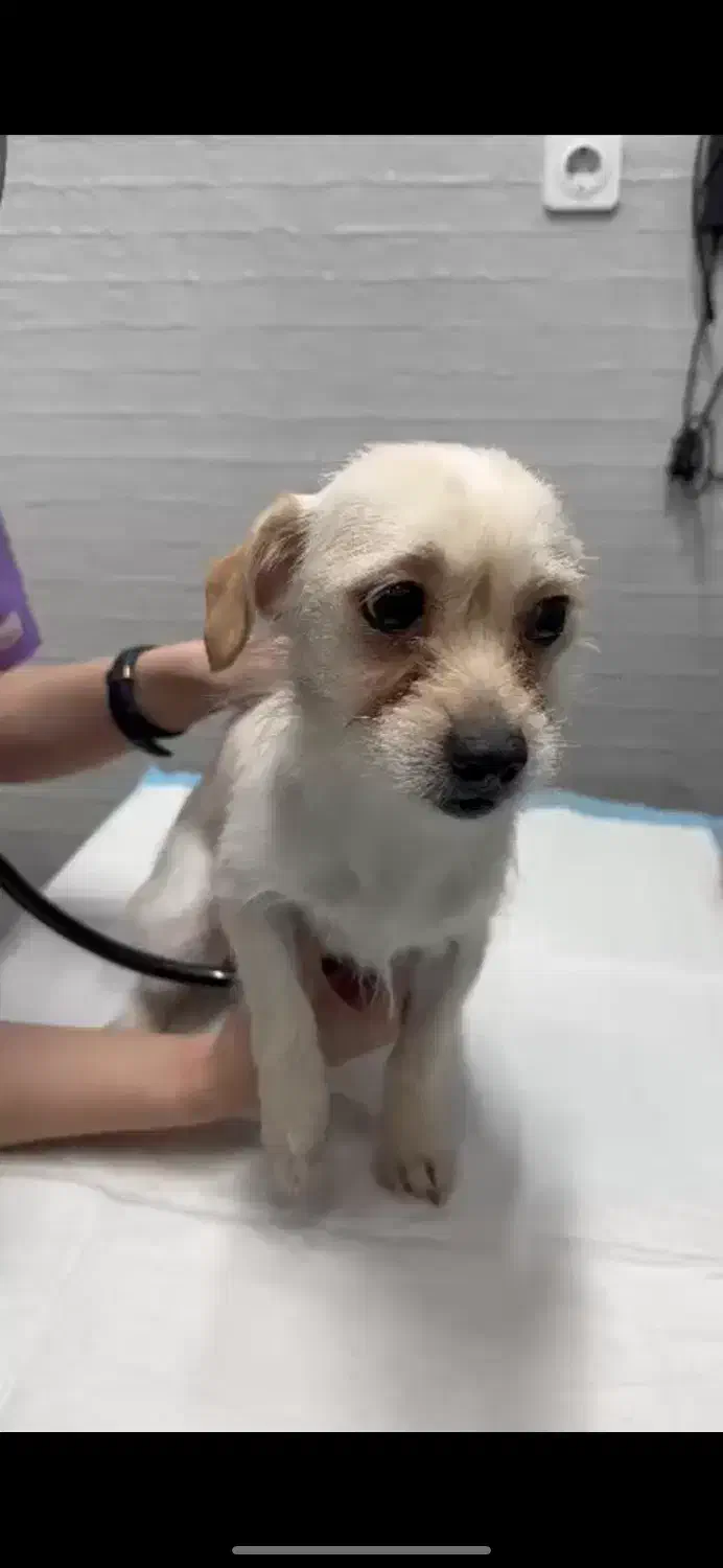 حمایتی/واگذاری|سگ|رشت, گلسار|دیوار