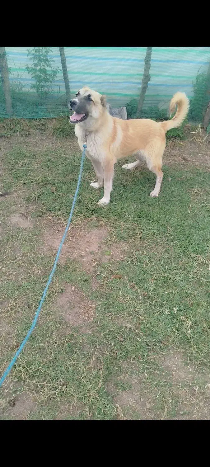 سرابی 10 ماه|سگ|تالش, هشتپر|دیوار