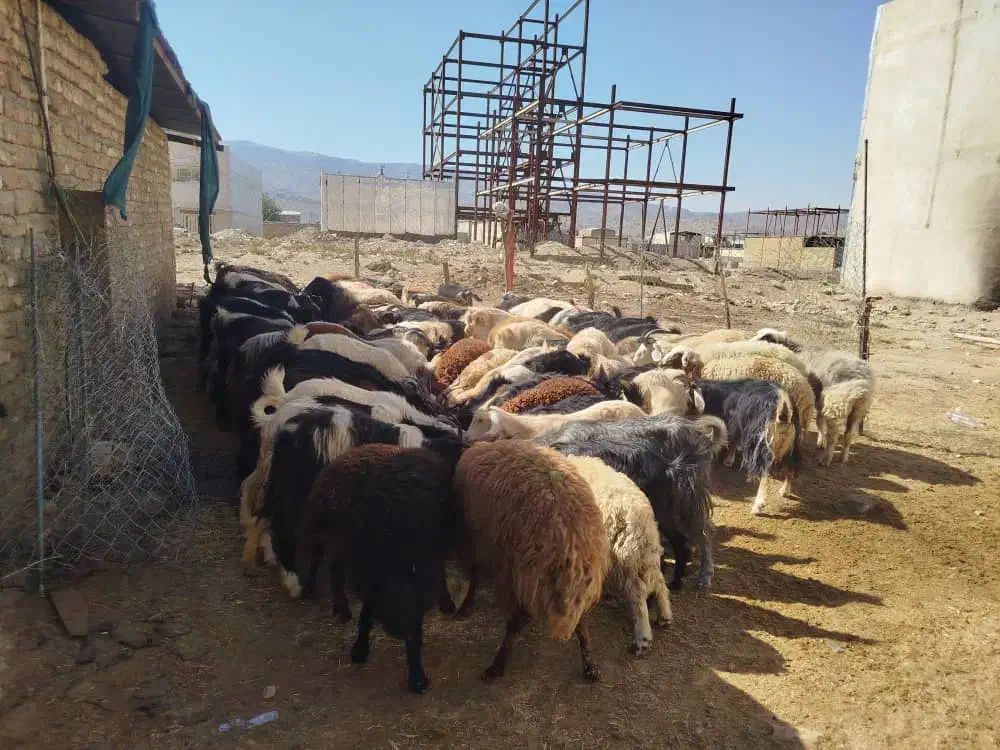 میش  بز  بره شیشک  بزغاله  تی بز|حیوانات مزرعه|خرم‌آباد, |دیوار