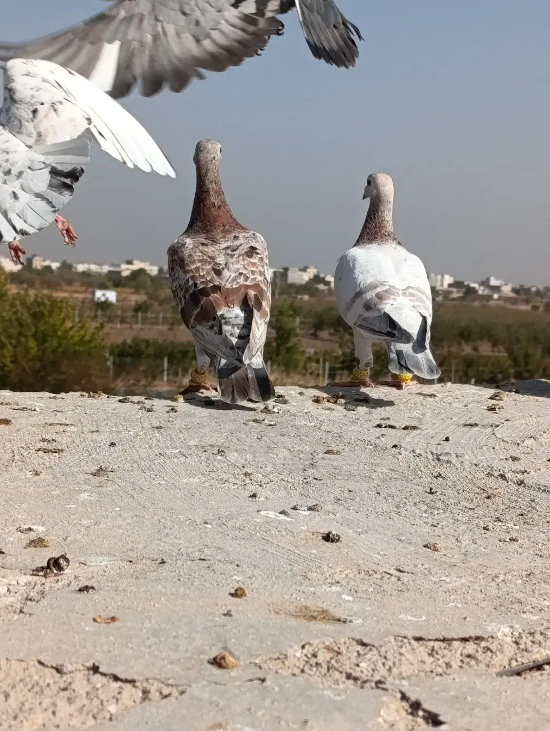 هفرنگ خطی نر عتیقه|پرنده|اقبالیه, |دیوار