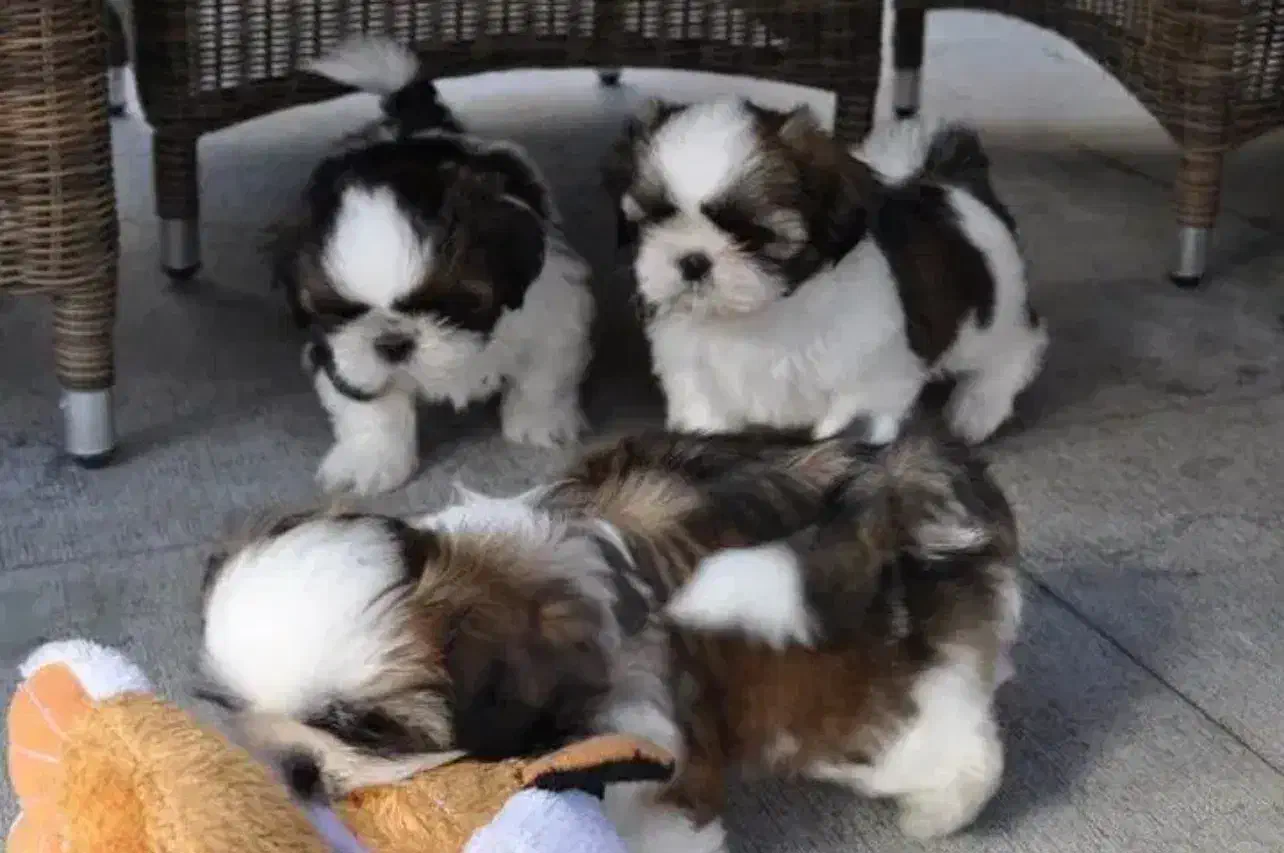 توله شیتزو تیکاپ|سگ|مشهد, وکیل‌آباد|دیوار