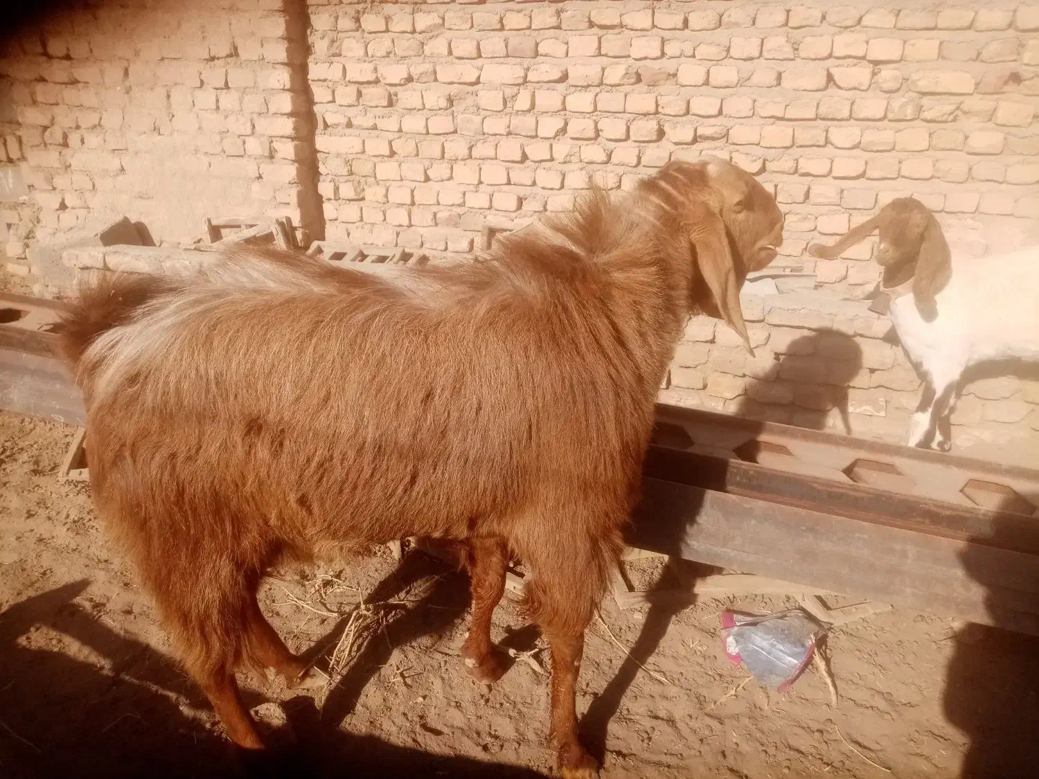 نربوز|حیوانات مزرعه|میان جلگه, |دیوار
