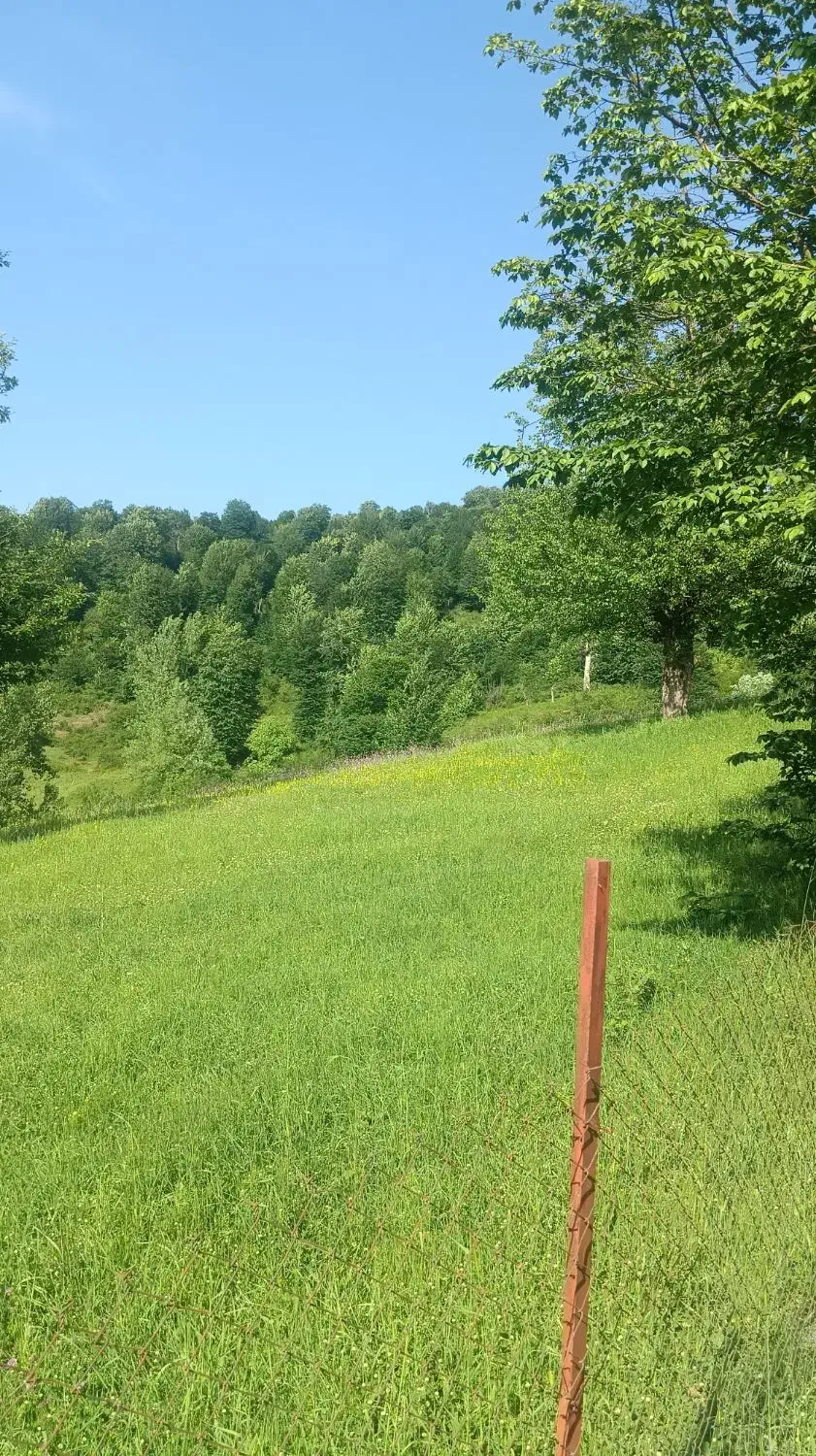 فروش فوری زمین مسکونی|فروش زمین و ملک کلنگی|بره‌سر, |دیوار