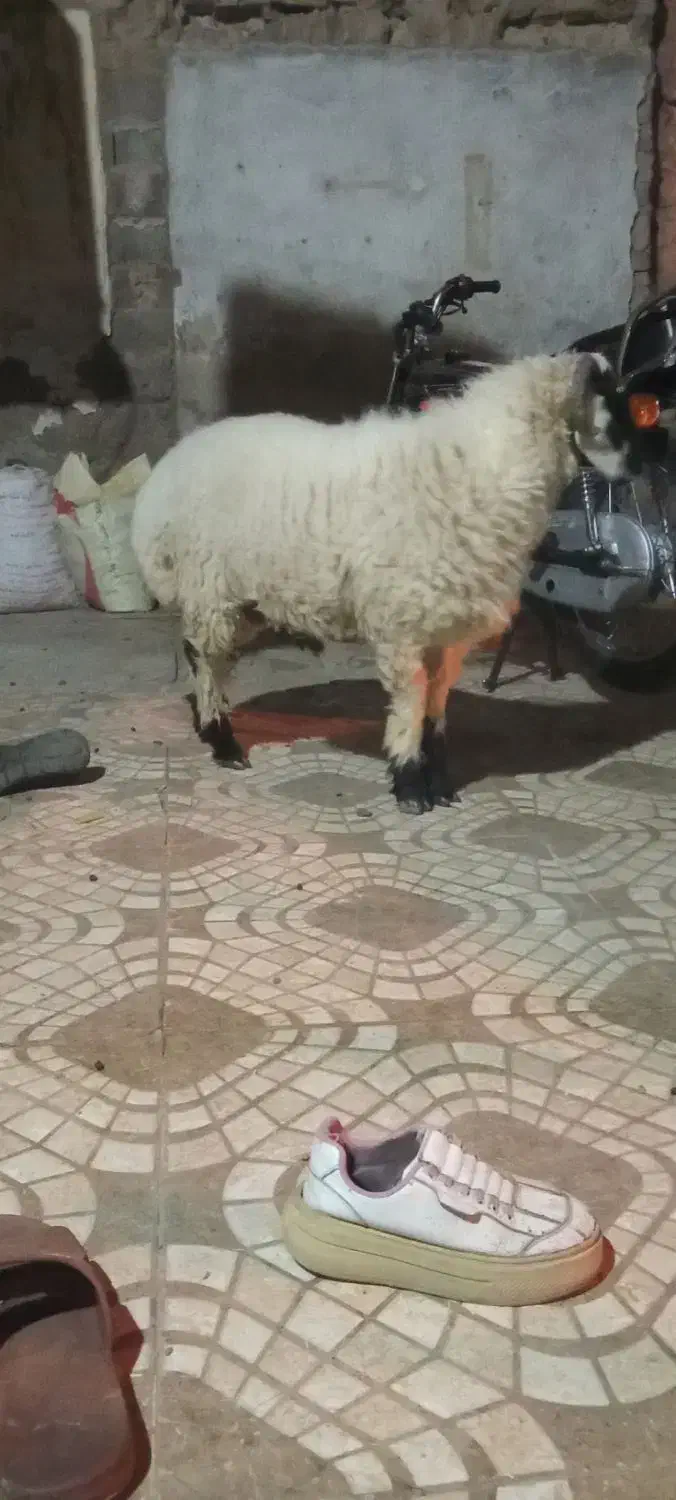 کابور بره نر وطنی زابل|حیوانات مزرعه|زاهدان, |دیوار