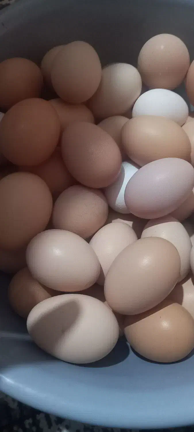 تخم مرغ محلی|خوردنی و آشامیدنی|جلین, |دیوار