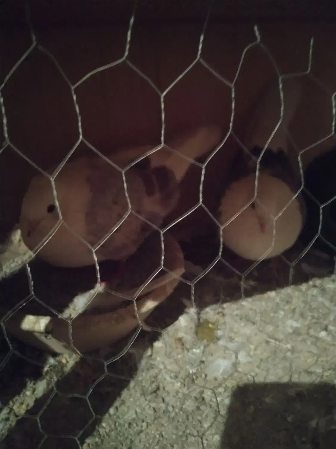 کفتر پرشی|پرنده|نسیم‌شهر, |دیوار