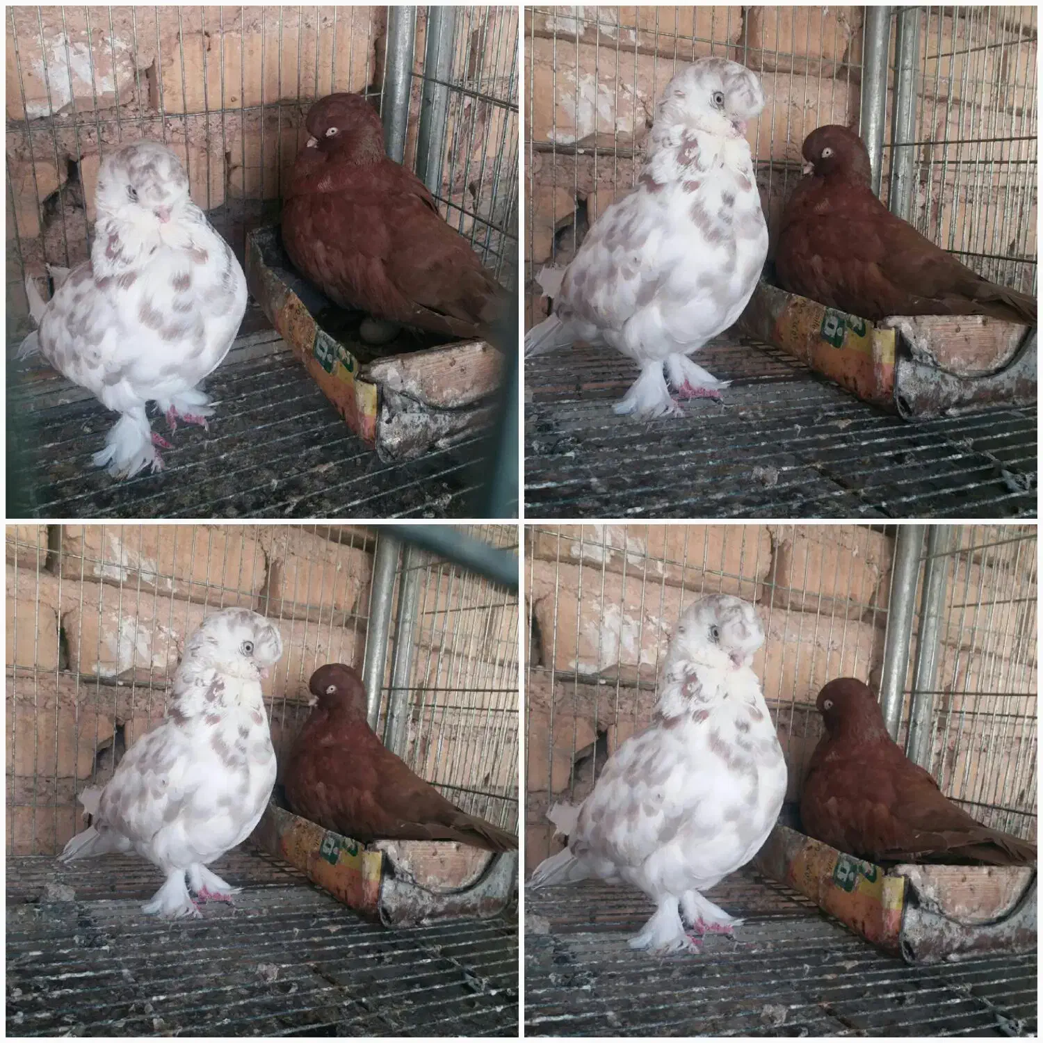 کبوتر زینتی لانگ فیس و تلسکوپی|پرنده|میمند, |دیوار