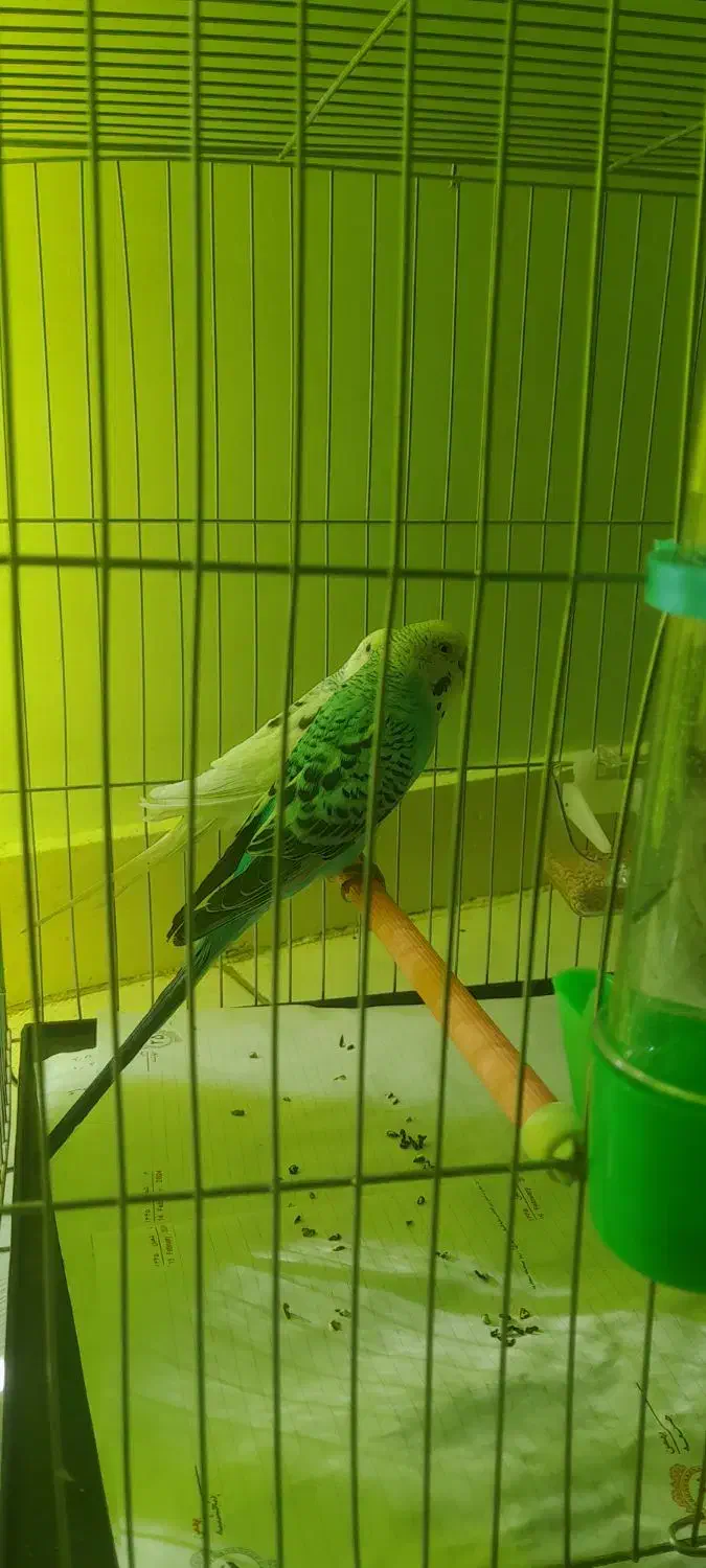 مرغ عشق|پرنده|تهران, زرکش|دیوار