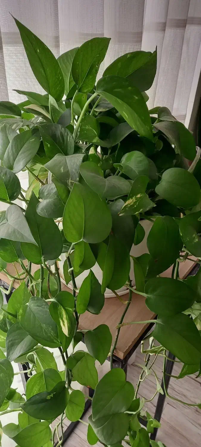 پتوس سبز و ابلق|گل و گیاه طبیعی|کرج, کوی امامیه|دیوار