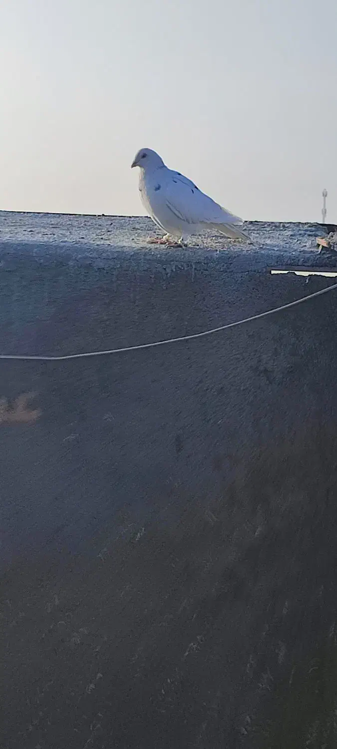 کبوتر|پرنده|سبزوار, مدرس|دیوار