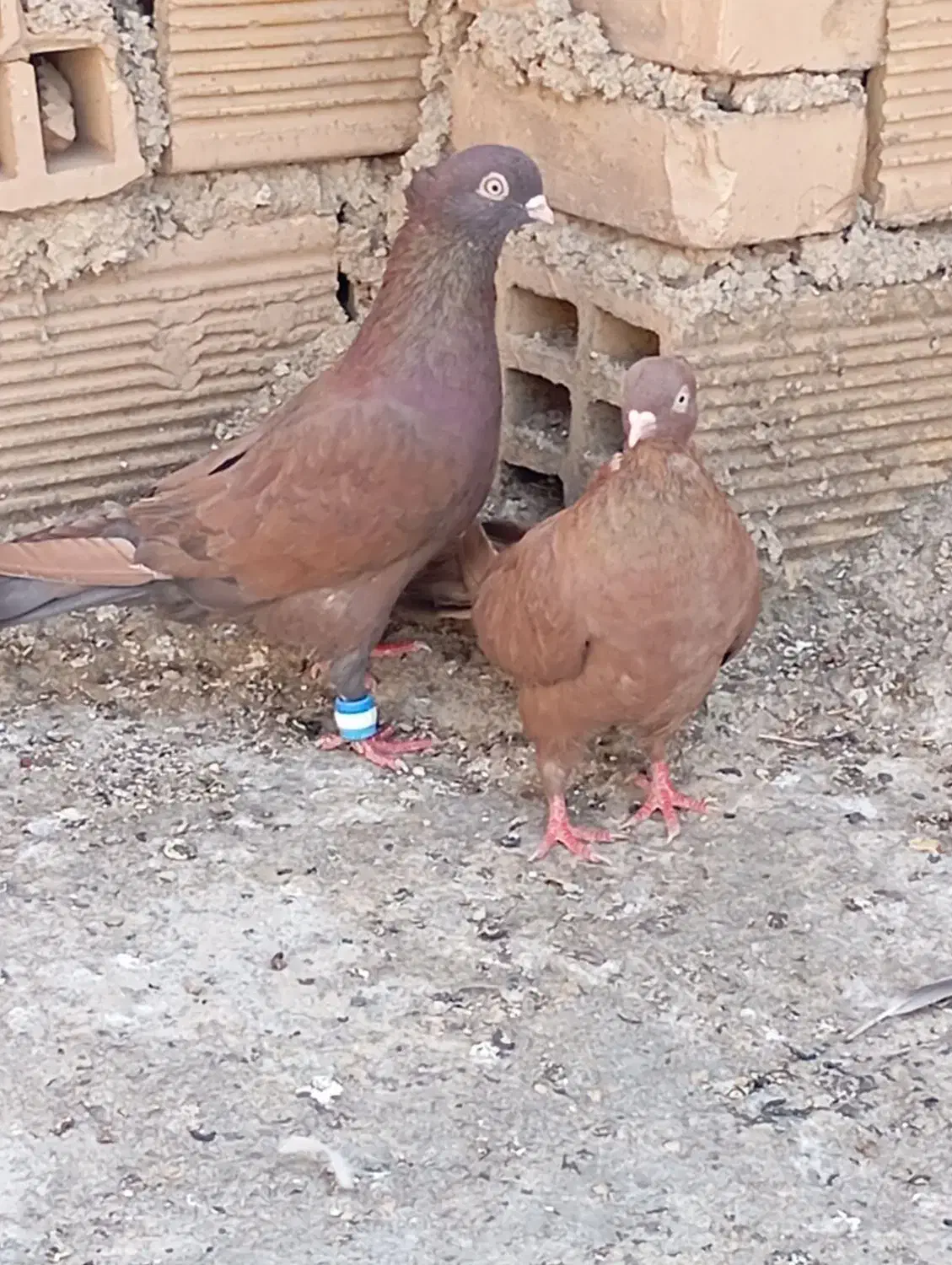 گمشدن|حیوانات|ایذه, |دیوار