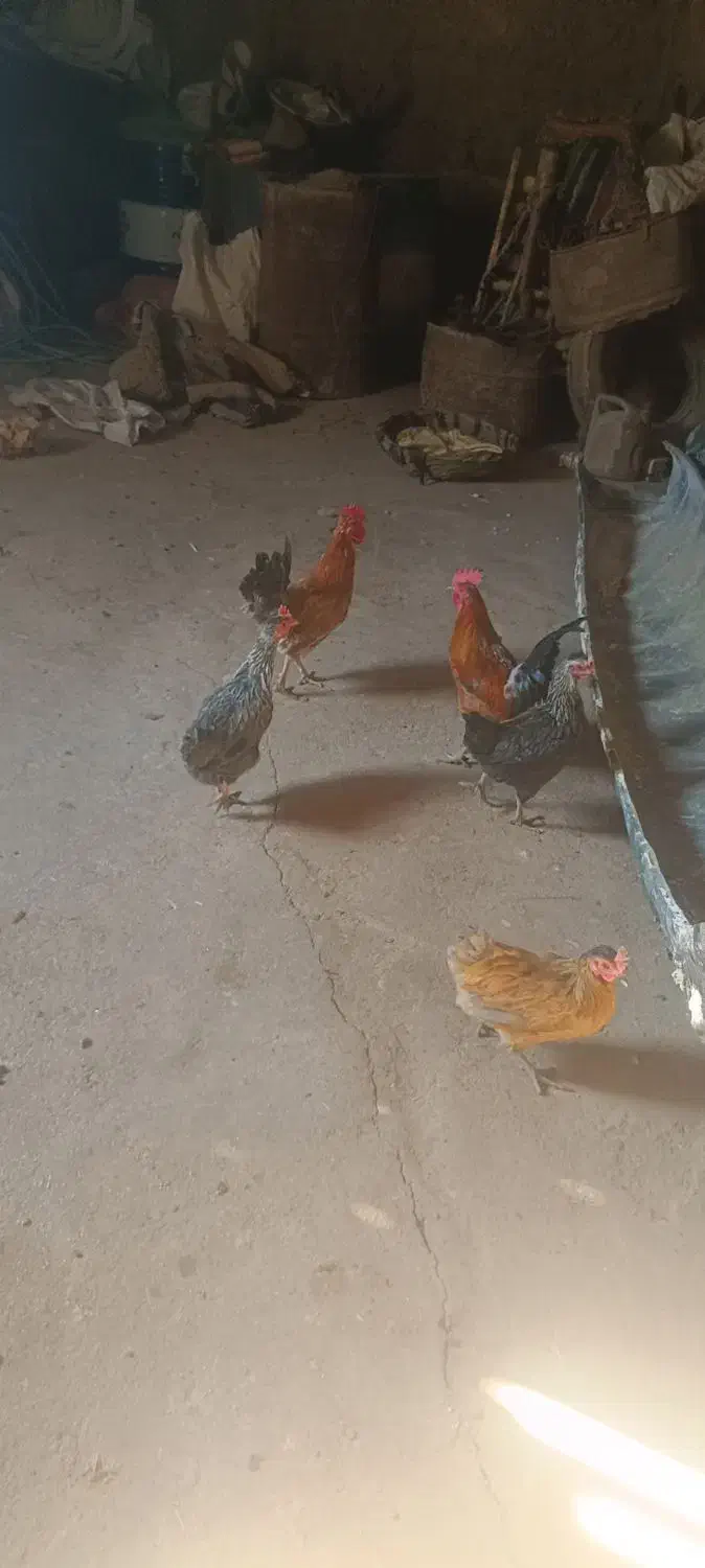 فروش مرغ و خروس|حیوانات مزرعه|لردگان, |دیوار