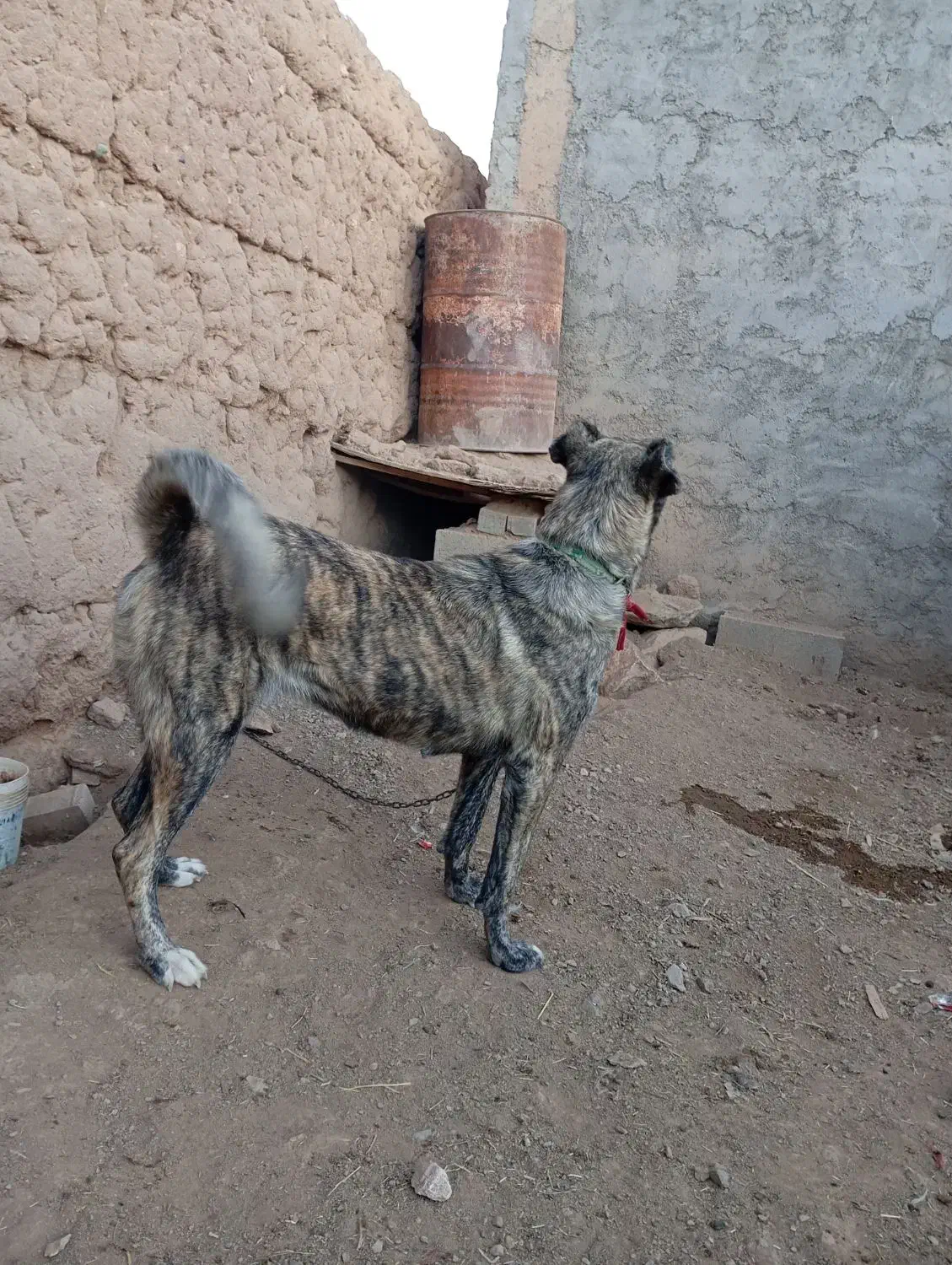 سگ ماده دهن پاک|سگ|دلیجان, |دیوار