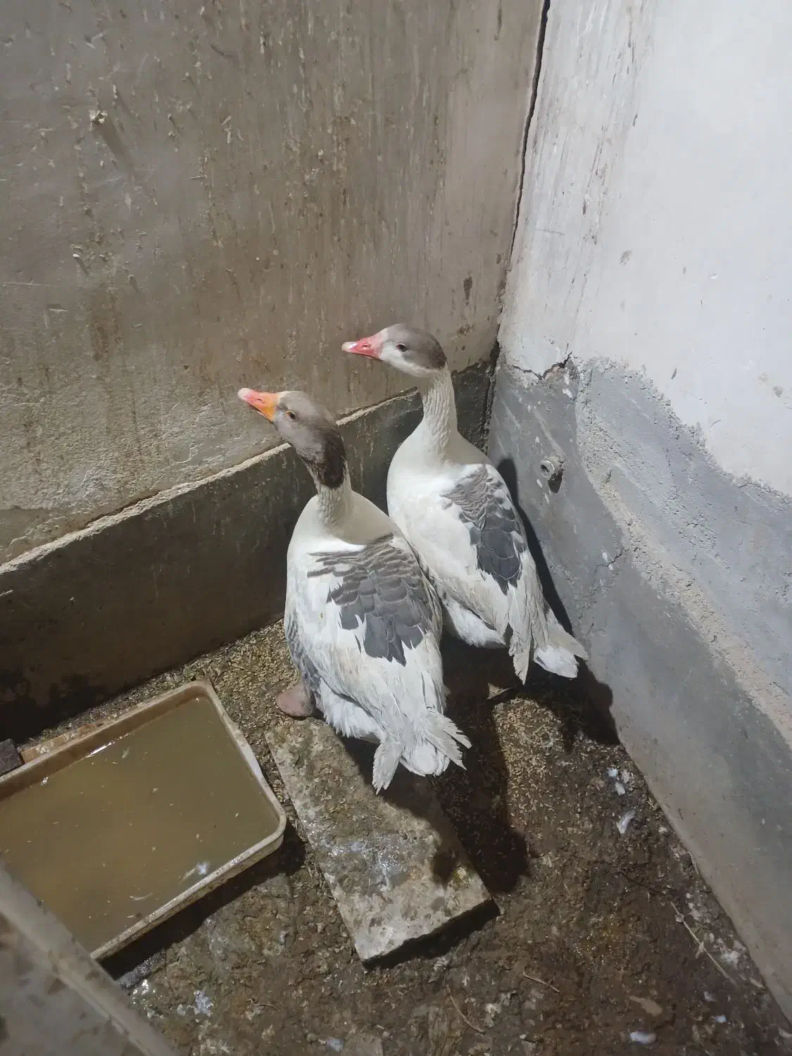 ب علت کمبود جا آدرس فاطمیه..قیمت توافقی|حیوانات مزرعه|نطنز, |دیوار