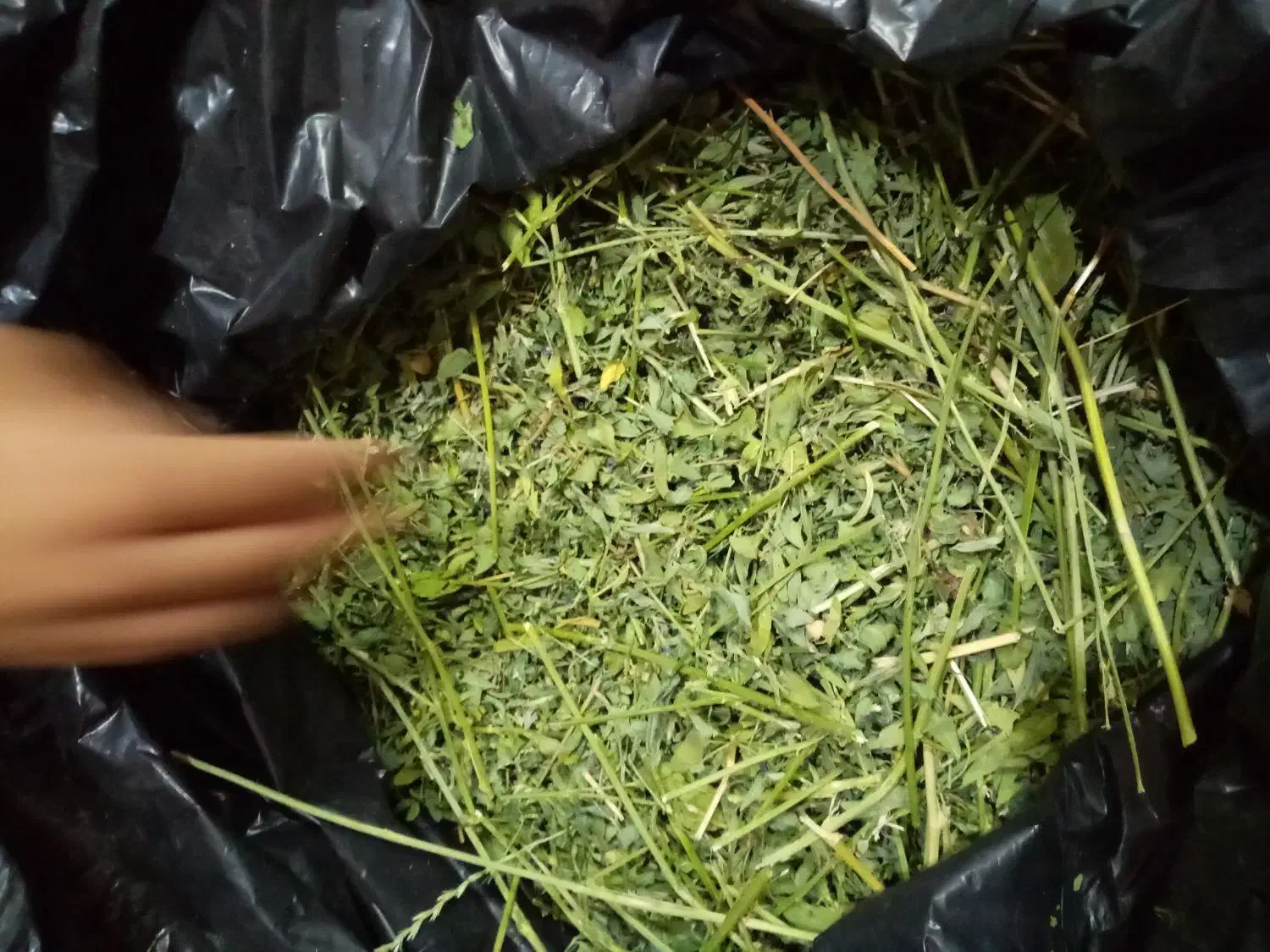 یونجه خشک خرگوش|موش و خرگوش|خمینی‌شهر, |دیوار