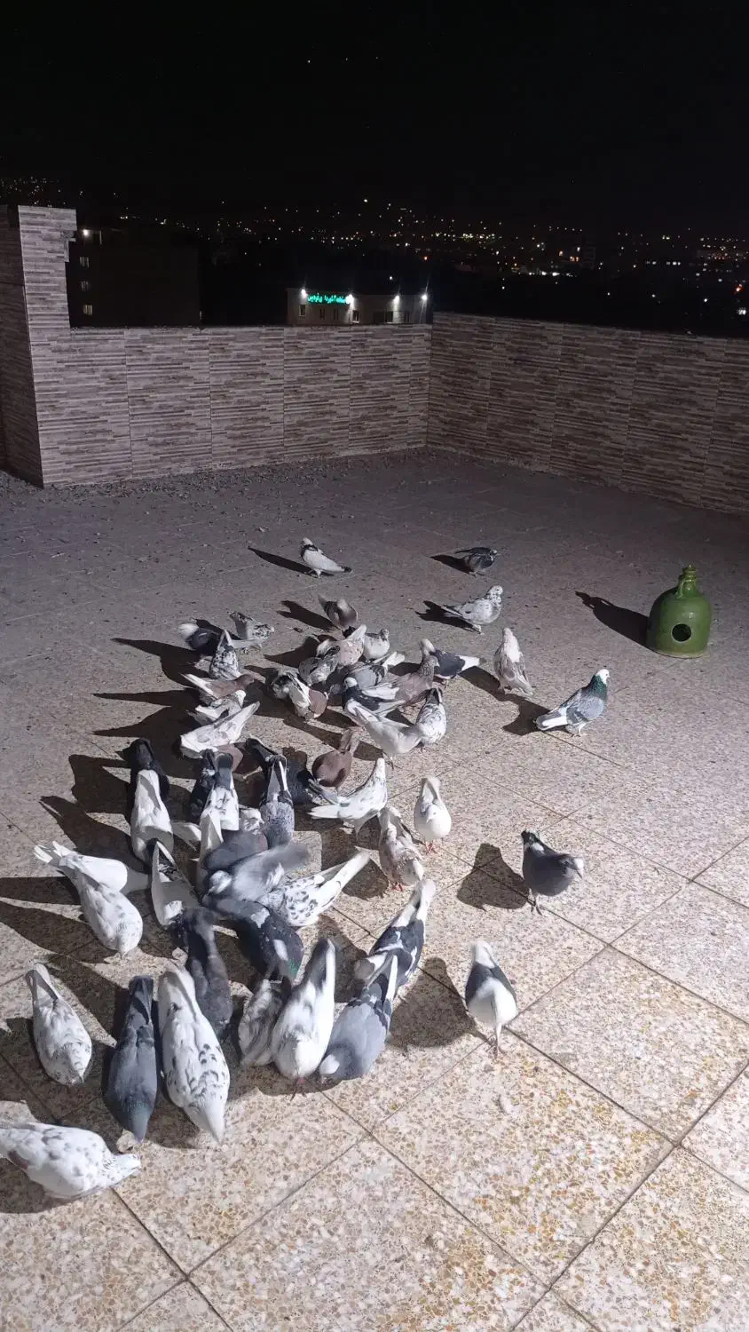 کبوتر پرشی|پرنده|فردیس, منظریه|دیوار