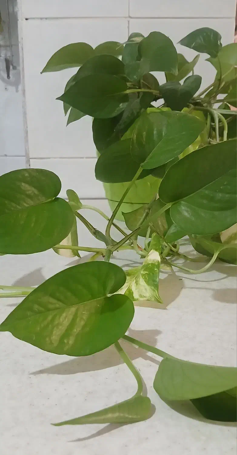 گل پتوس ۴۰۰هزارباگلدان|گل و گیاه طبیعی|پیشوا, |دیوار