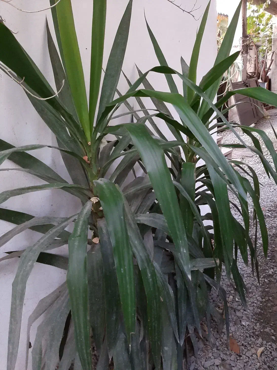 گل یوکا|گل و گیاه طبیعی|نوشهر, |دیوار