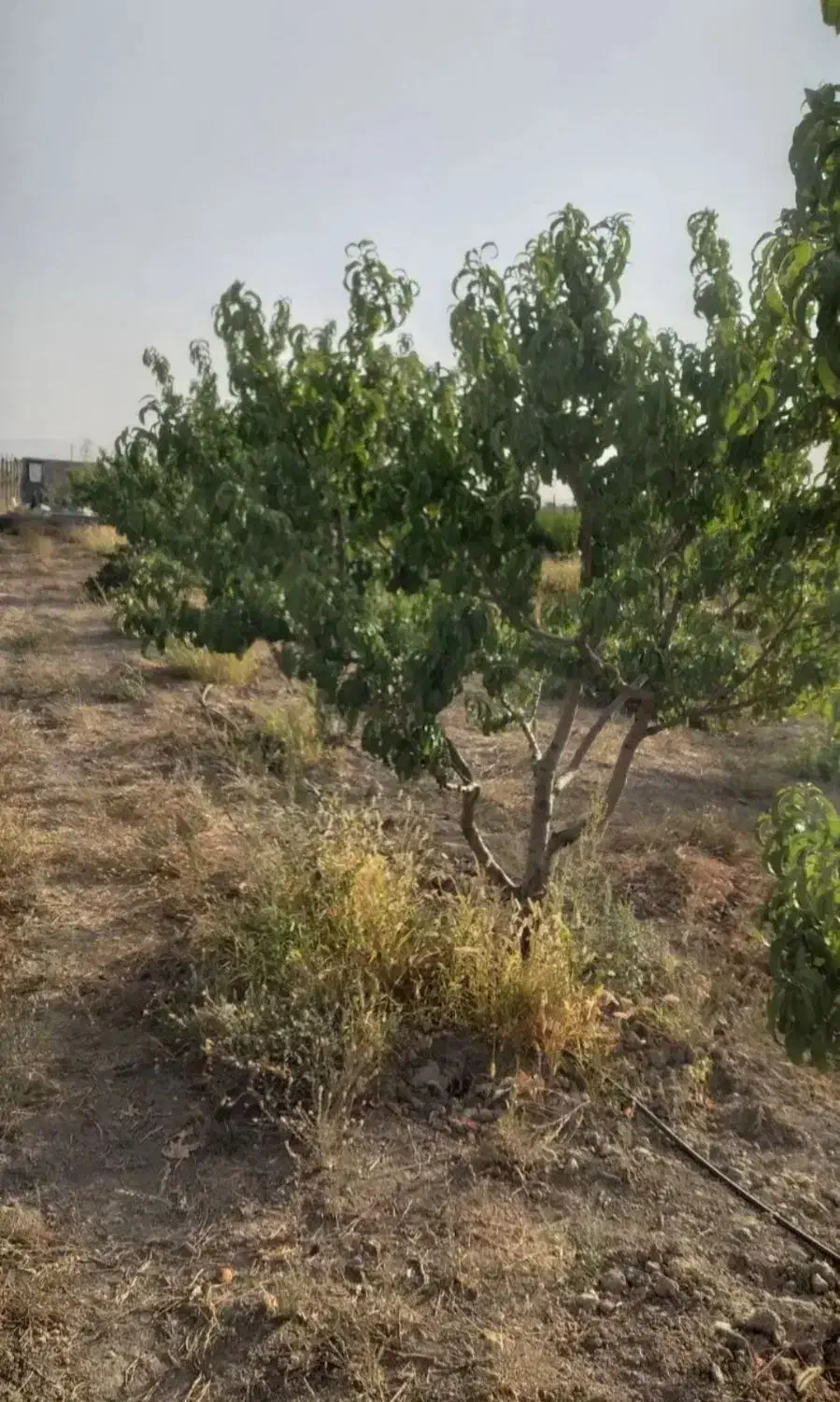 درخت شلیل|گل و گیاه طبیعی|کرج, کوی امامیه|دیوار