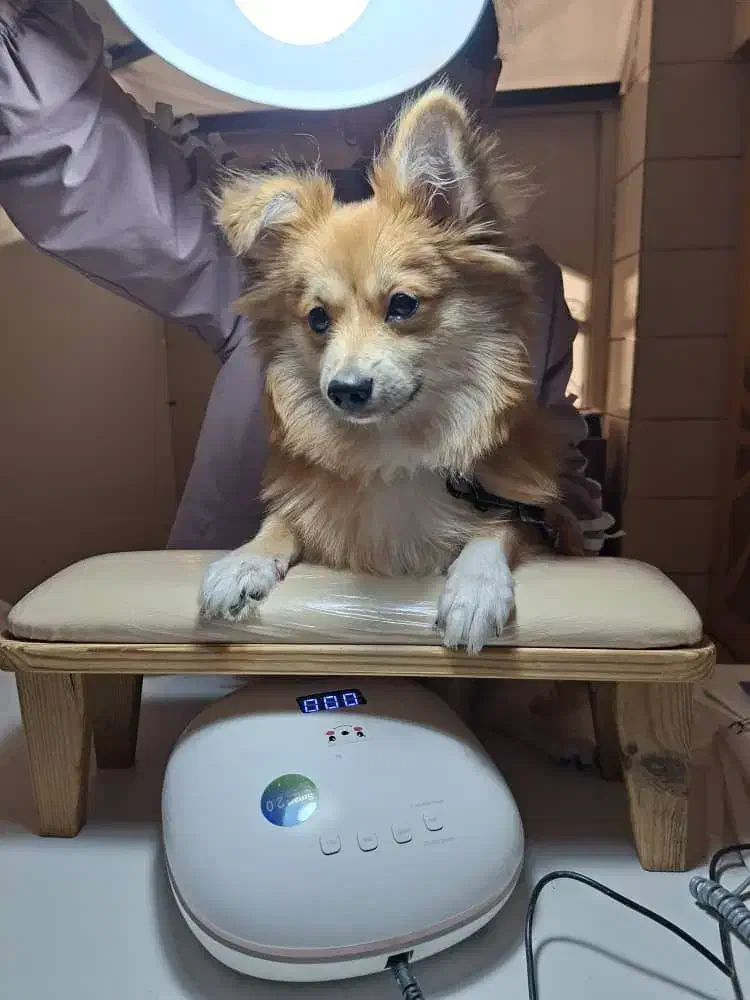 سگ پامر روباهی|سگ|شاهینشهر, گزبرخوار|دیوار