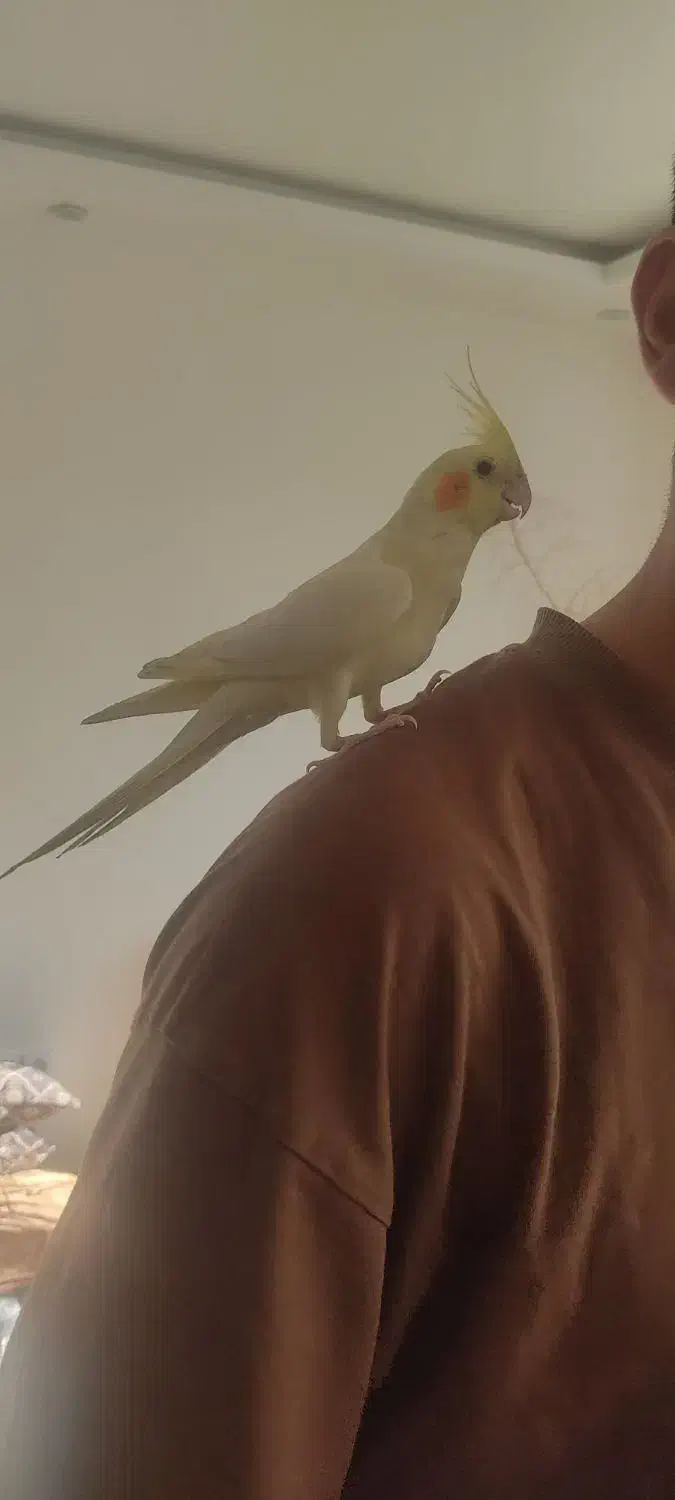 جفت طوطی عروس هلندی با قفس و لوازم|پرنده|قروه, |دیوار