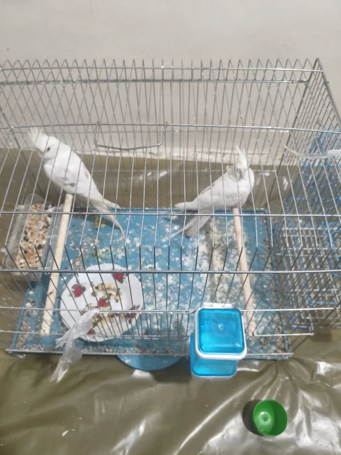 عروس هلندی|پرنده|بندر کنگان, |دیوار