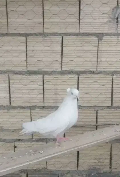 جفت سفید|پرنده|دهاقان, |دیوار