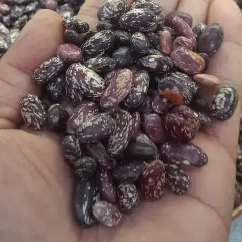 فروش لوبیای عروس|خوردنی و آشامیدنی|شیراز, نجم آباد|دیوار