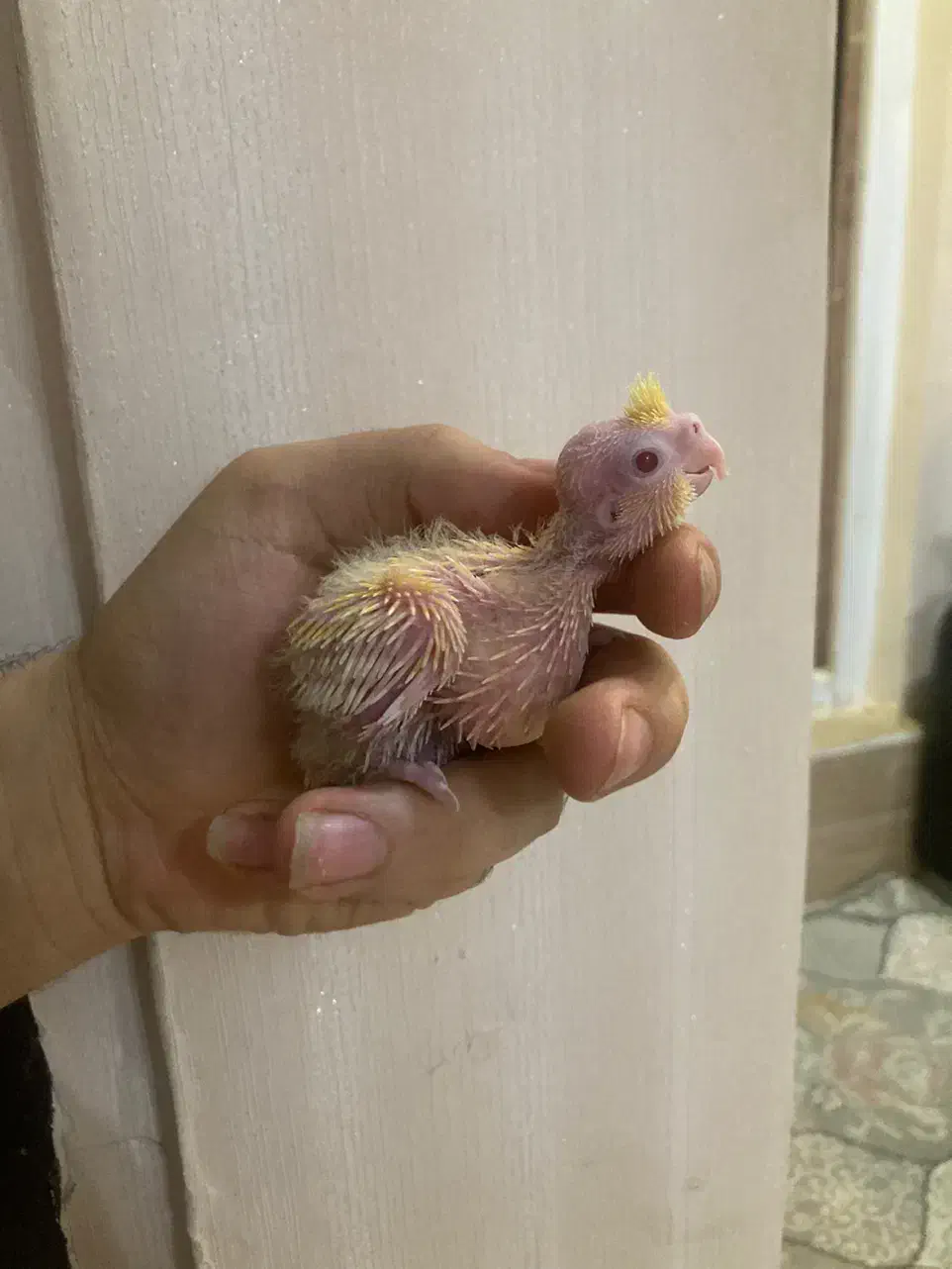 جوجه عروس سرلاکی(بالغ و جفت مولد)|پرنده|رشت, یخسازی|دیوار