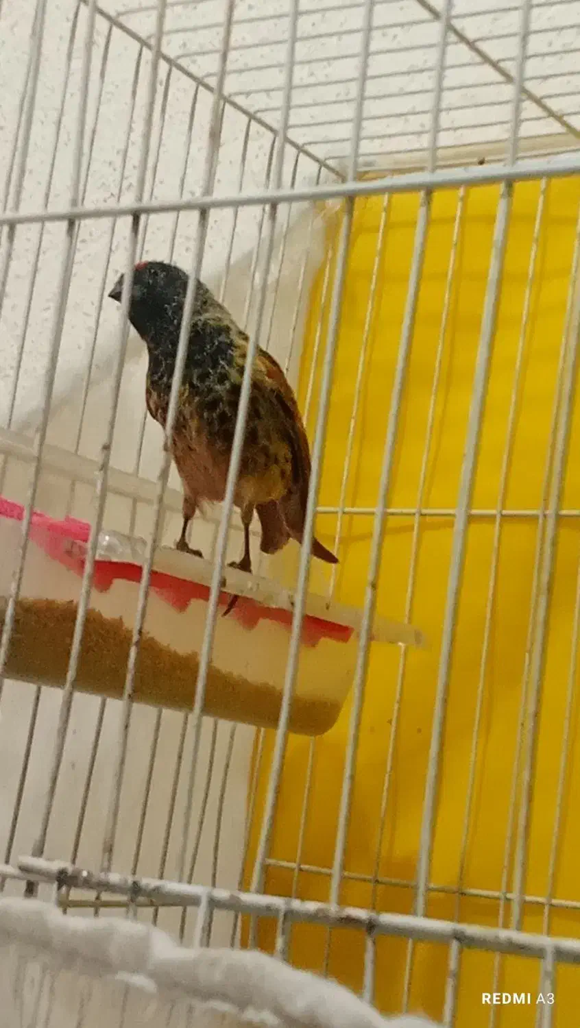 تعدادی گلبسر مست ویک عدد قناری نرسرخ|پرنده|شیراز, شهرک بهار|دیوار