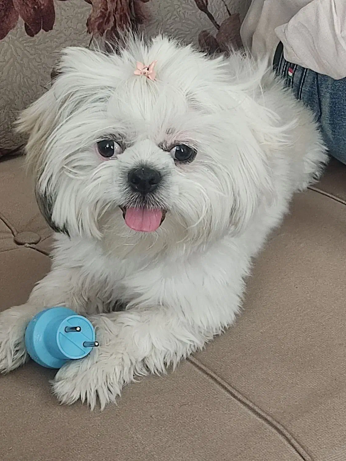 سگ شیتزو مالتیز ماده گم شده|حیوانات|تبریز, |دیوار