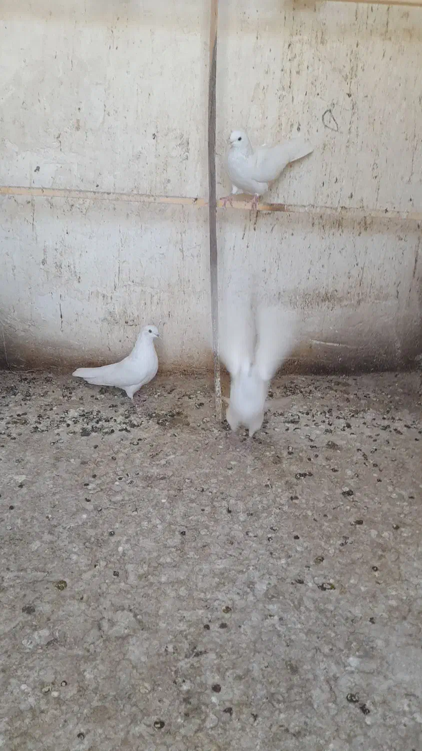 کفتر|پرنده|ساوه, |دیوار