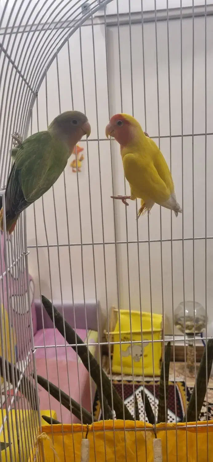 طوطی برزیلی|پرنده|تهران, جیحون|دیوار