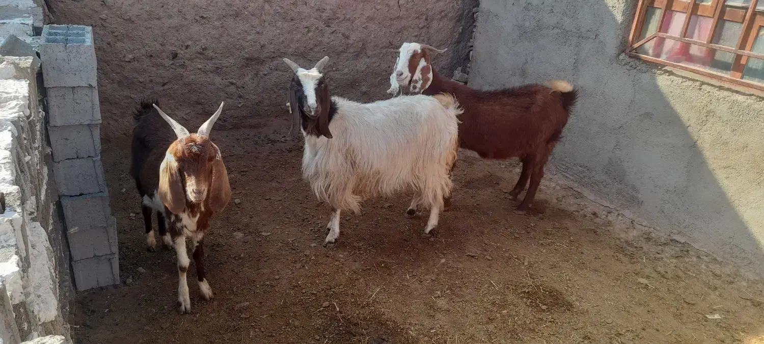 فروش ۳راس بز جوان اوستن|حیوانات مزرعه|پائین جام, |دیوار