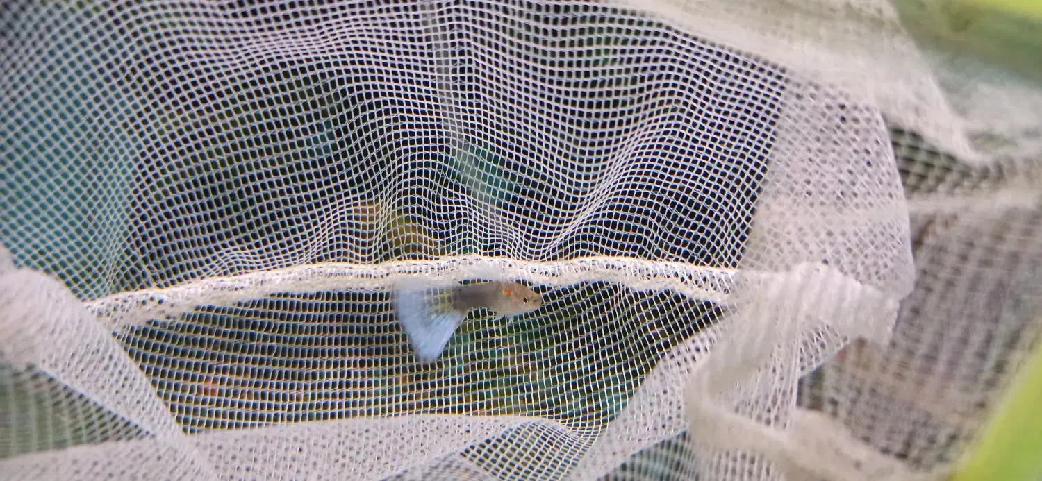 ماهی گوپی و پلاتی|ماهی|دوگنبدان, |دیوار